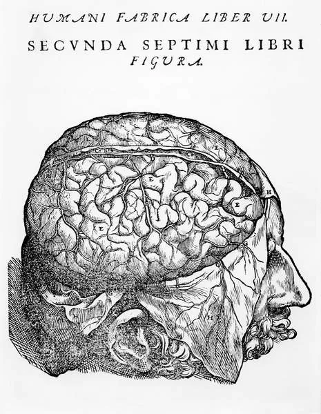 Vesalius human brain illustration.