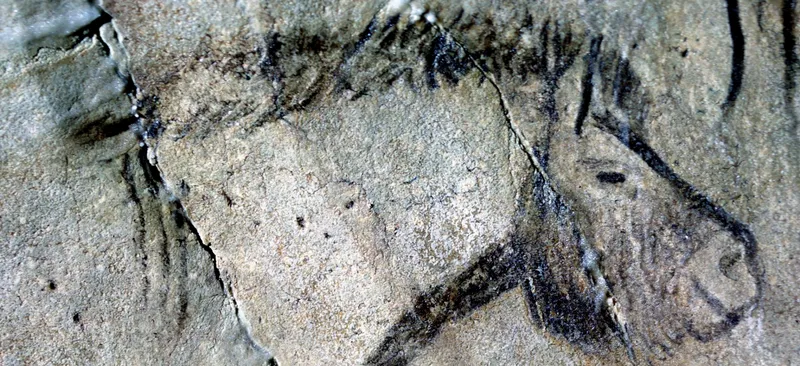 Image of Horse drawn onto the wall of Niaux Cave (Ariège, France) around 15,000 years ago. Credit - Neanderthal Museum, Mettmann
