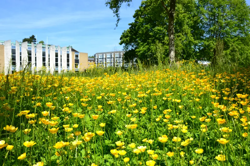 Van Mildert Main Building with yellow flowers