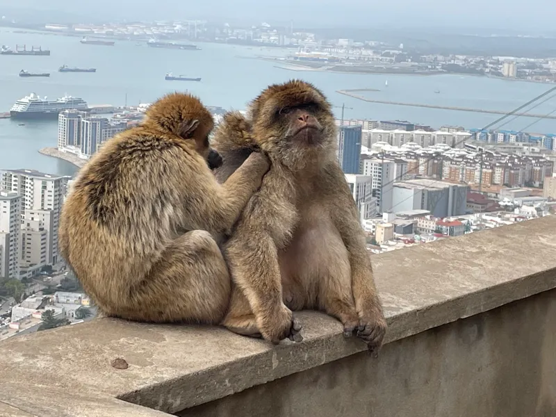 two macaques grooming each other on a wall with Gibraltar town in the background