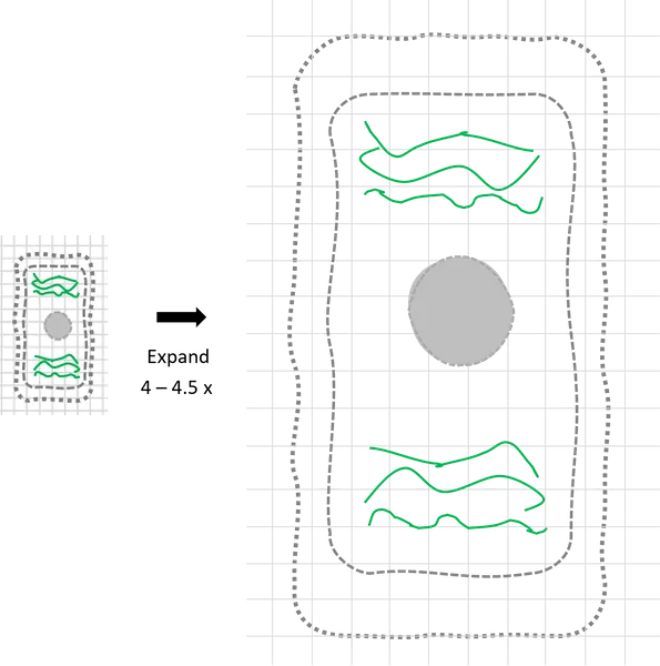 Diagram of expansion microscopy