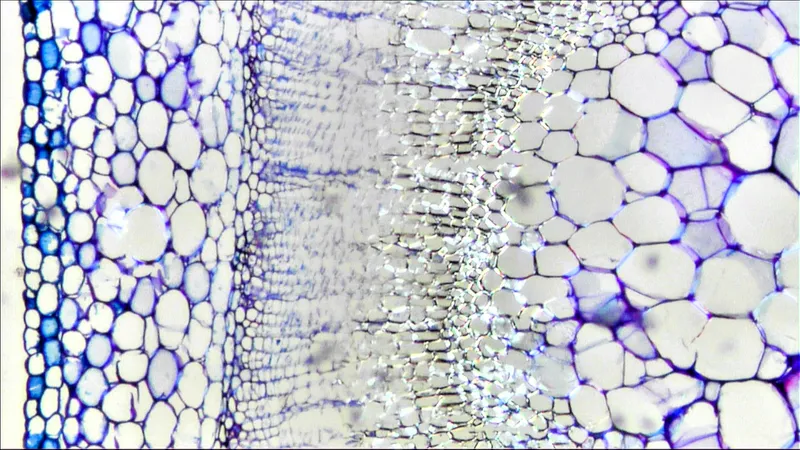 Image of stem stem section