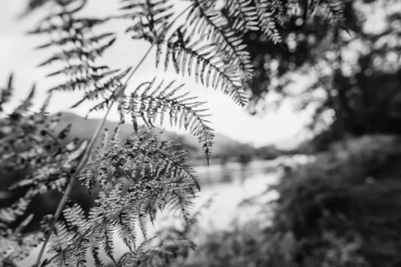 Ferns in black and white