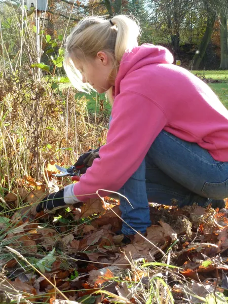 Student of staff volunteer gardening