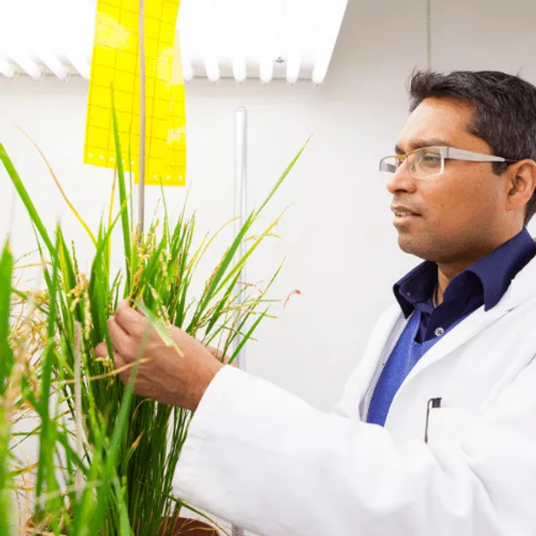 A man investigating a crop sample in a laboratory