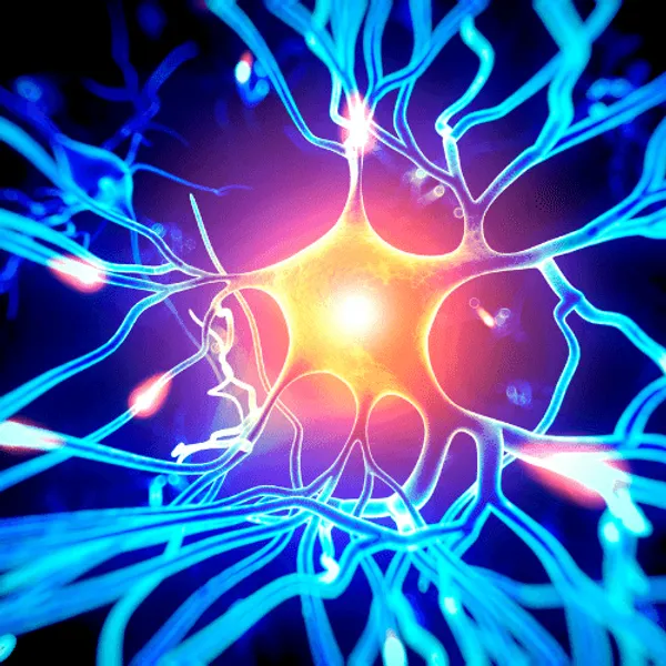 An illustration of a neuron