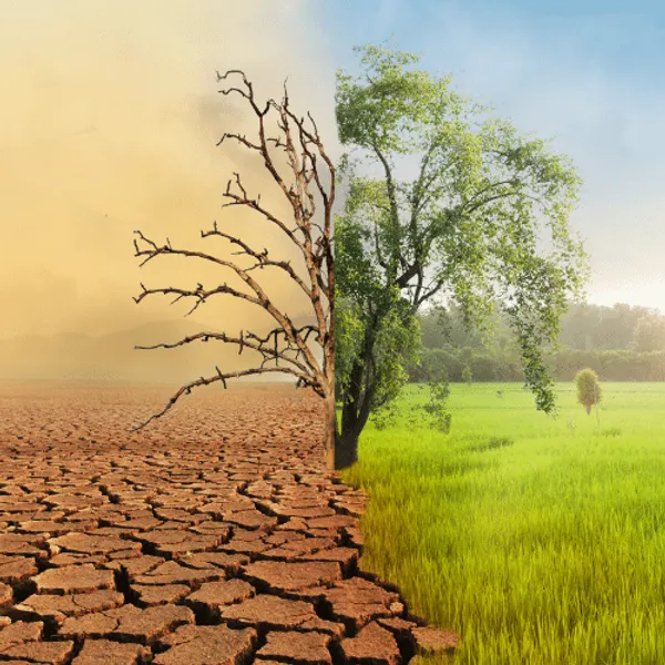 Illustration of climate change a tree half in drought half in green pasture