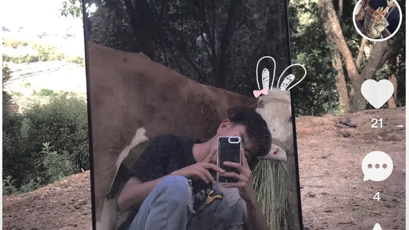 Person taking a photo with cow behind and graphic ears on cow