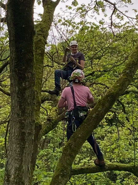 Person climbing in tree