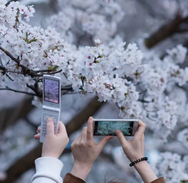 Two camera phones held in front of cherry blossom, each taking a picture (Image source: Wikimedia commons)