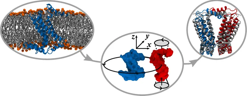 Image of transmembrane protein interactions