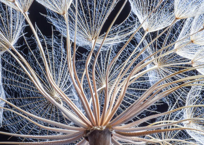 Microscopic scientific image of a plant part