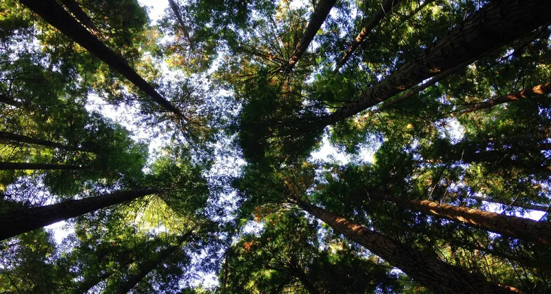 Environmental Humanities