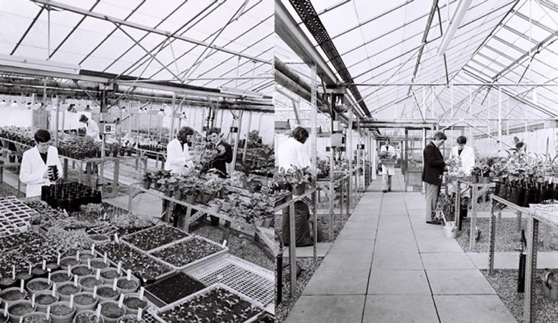 Botanic Garden Conservatory and Glassroom sections as they were in the 1970s