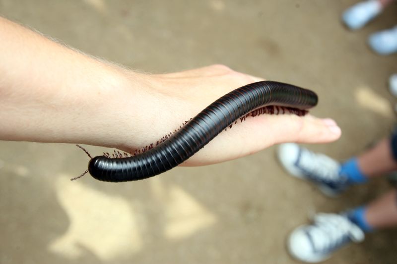A large centipede crawling over a person's hand.