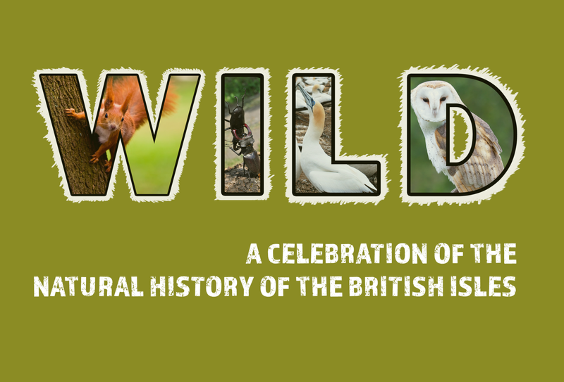 Wild Exhibition Logo