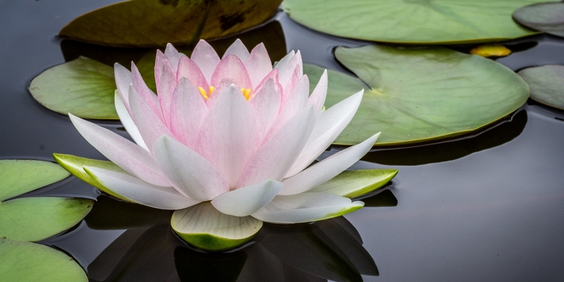 Flower and lily pad on the water