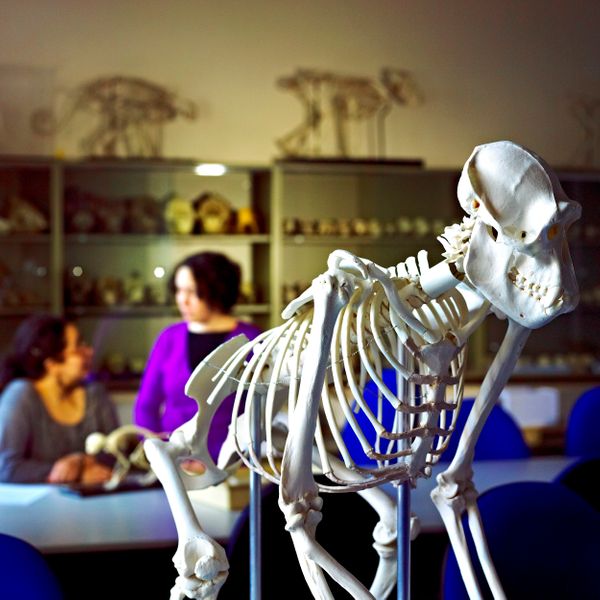 Animal skeleton in the Department of Anthropology