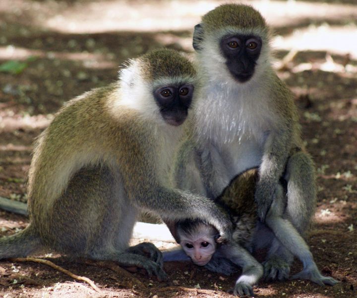 Two monkeys sitting on the ground