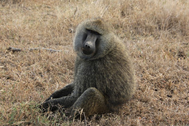 Baboon in Tanzania