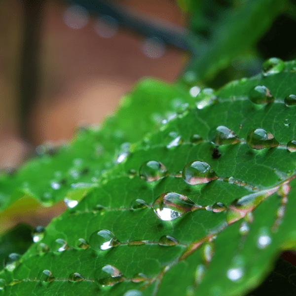 Tropical leaf with rain drops