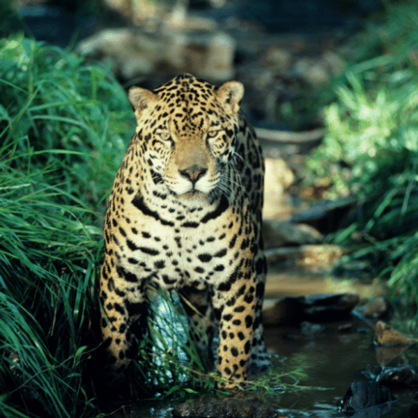 A leopard in the rain forest.