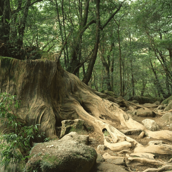 Ancient natural forest