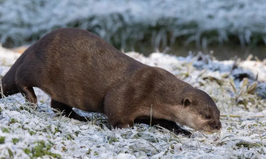 European otter on frosty ground