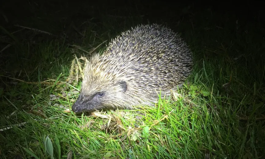 Hedgehog at night