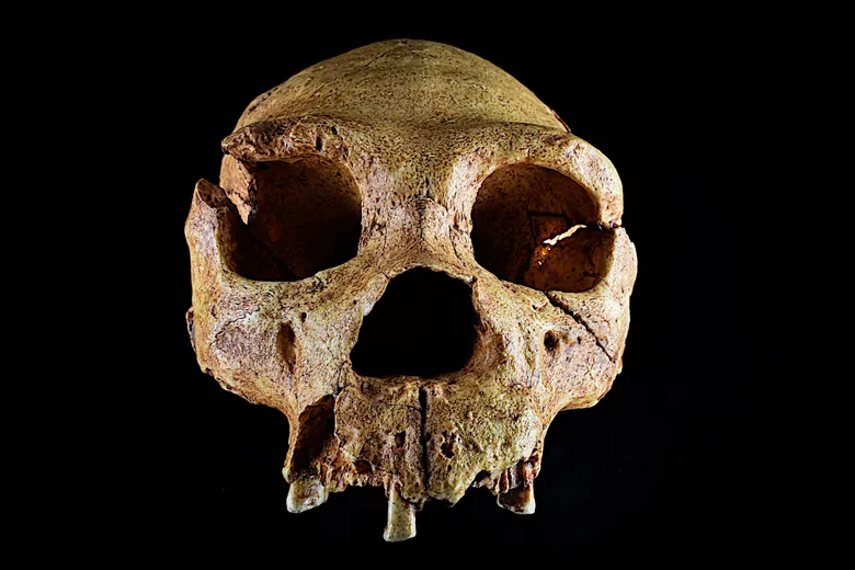 A skull cast of Homo heidelbergensis