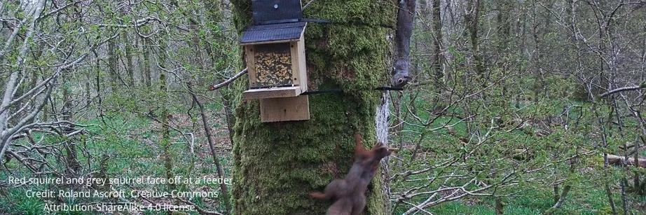 A red and a grey squirrel face off at a feeder.