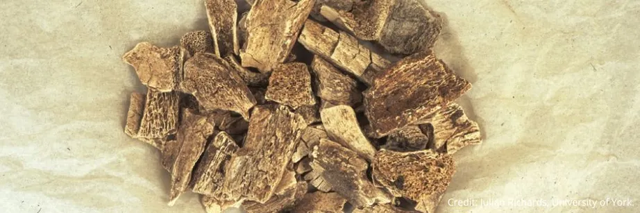 Cremated human and animal bones