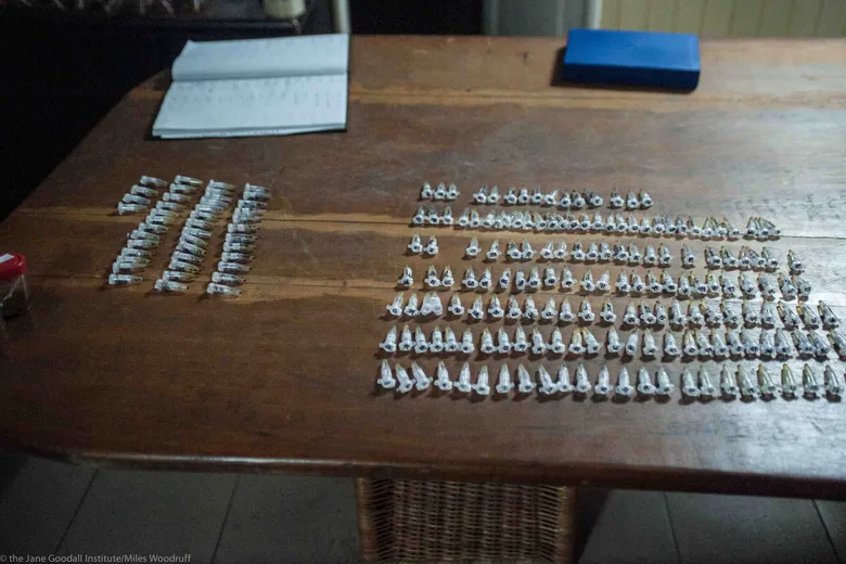 Dried fecal samples in a lab