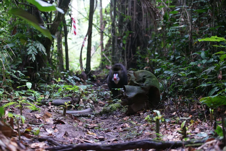 Mandrill examines the skull of an elephant