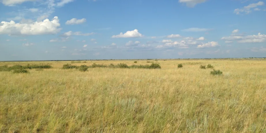 A grassland landscape with a bright blue sky above