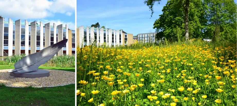 Collage of Van Mildert College Grounds - yellow flowers and feather