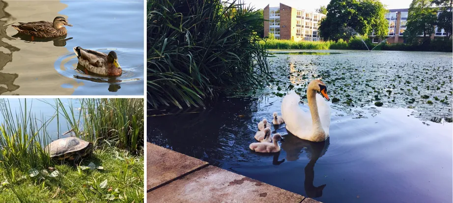 Van Mildert College Grounds - collection of wildlife