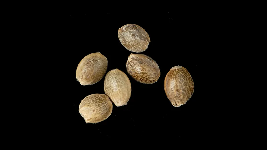 a photograph of a microscope image of ancient hemp seeds from an archaeological deposit