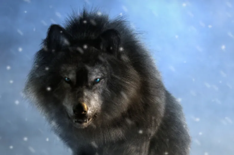 Image of  wolf in the snow