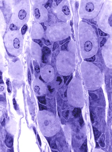 Microscopy image of the gastric glands of the lining of the stomach, courtesy of Dr R W Banks