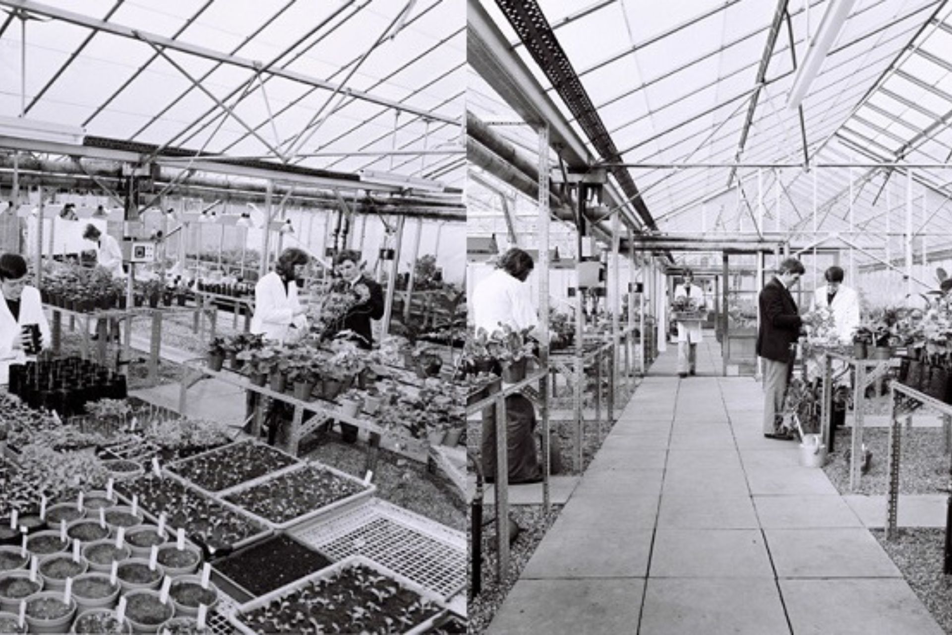 Botanic Garden Conservatory and Glassroom sections as they were in the 1970s