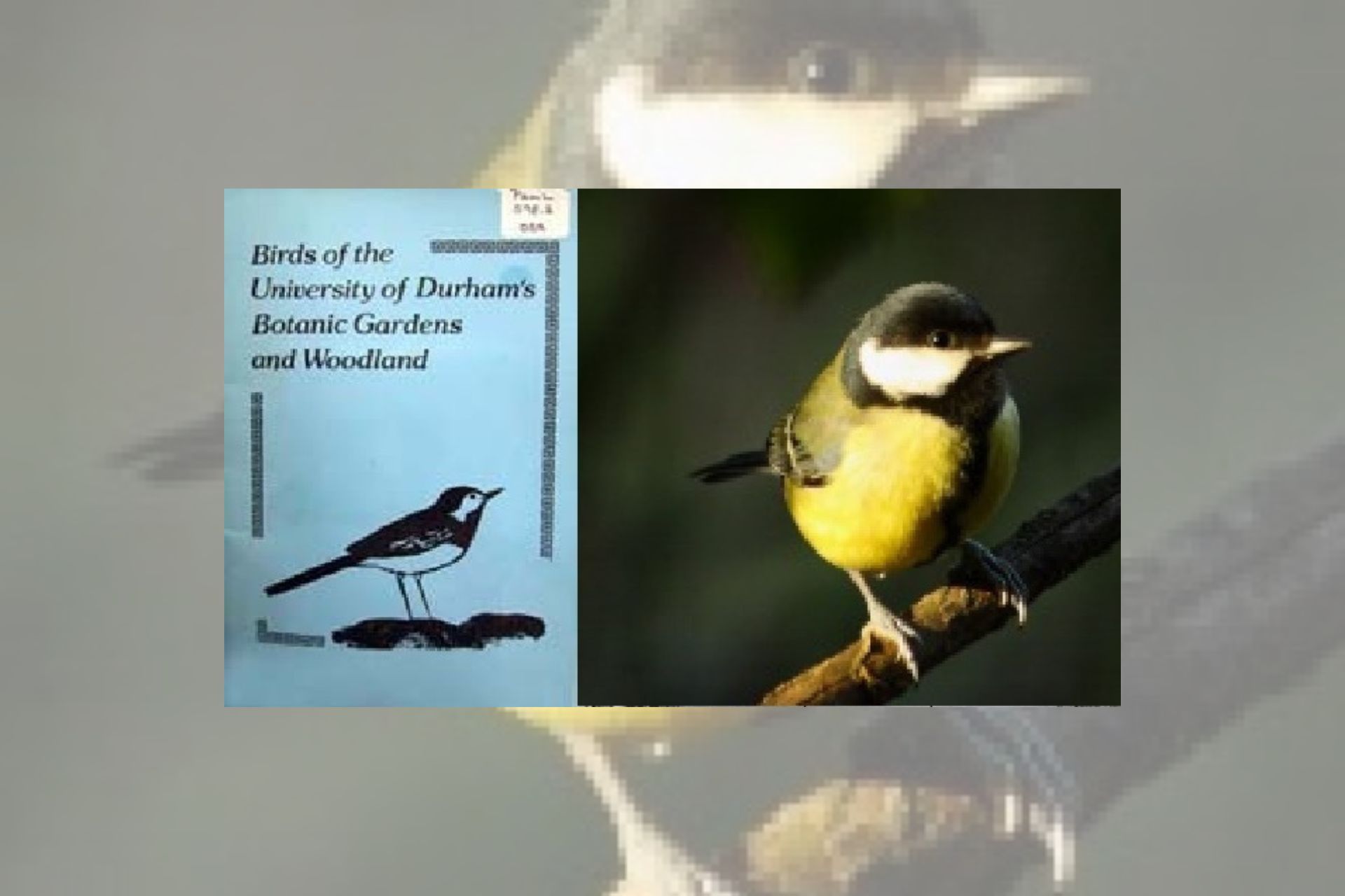 Birds of the University of Durham’s Botanic Gardens and Woodland, written in 1985 by Kathleen O'Brien.