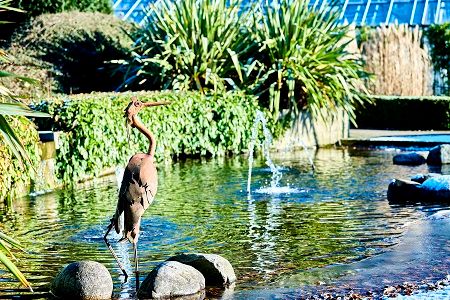Botanic Garden pond and Heron