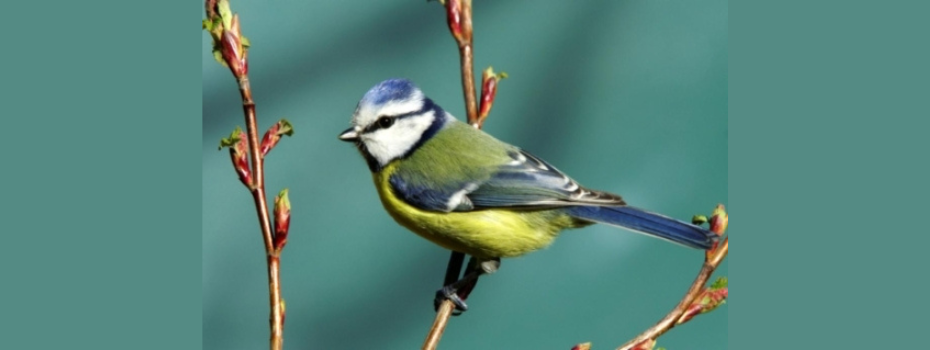 A bird sitting on a branch