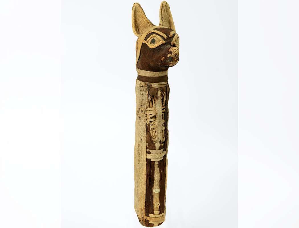 Roman period mummified jackal