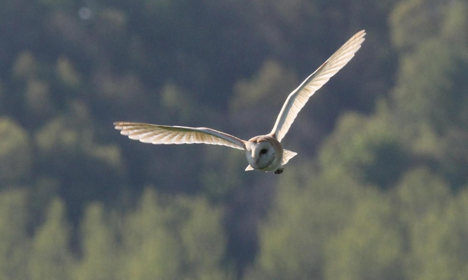 A barn owl in flight