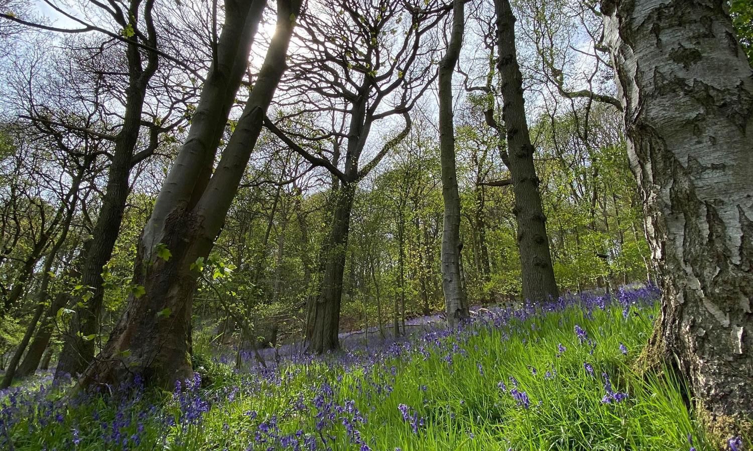 Bluebells in wood