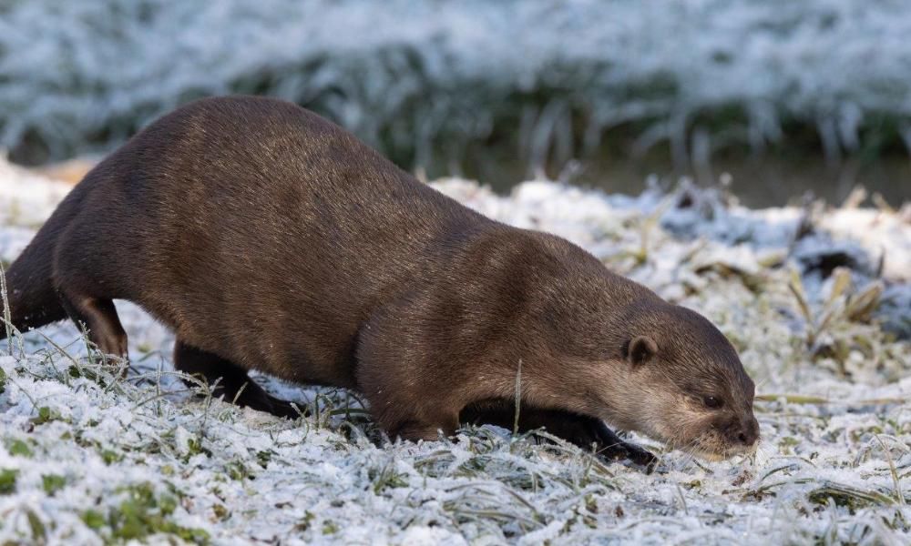 European otter on frosty ground