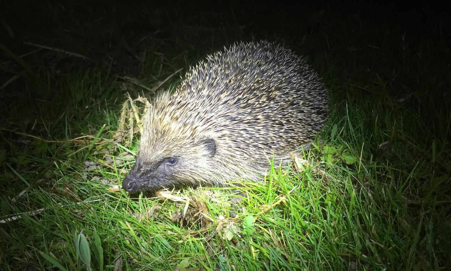 Hedgehog at night