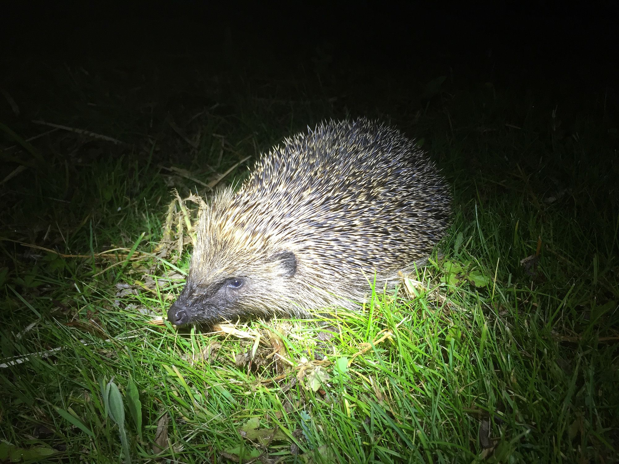 Hedgehog at night